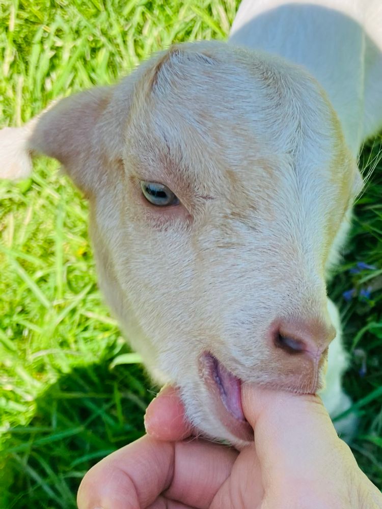 Baby goat with light tan face and grey eyes sucking on a thumb