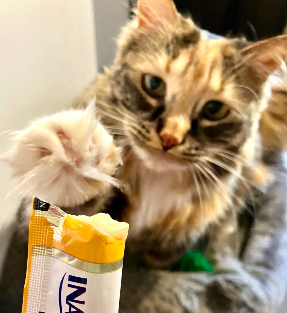 Torbie cat reaches a fuzzy paw toward her chicken treat