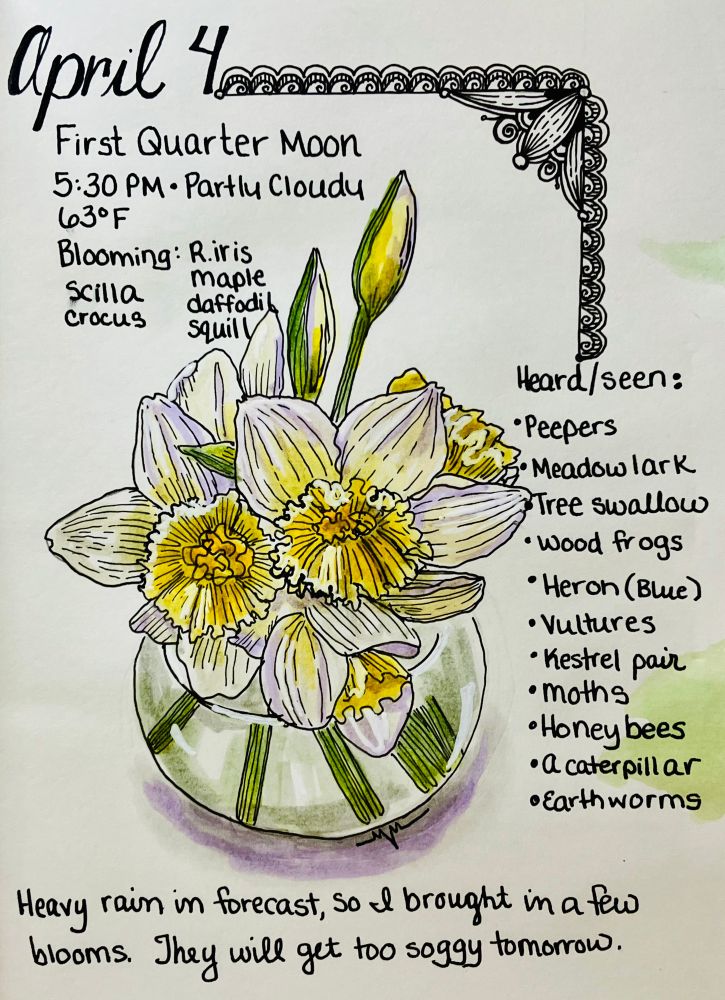 Sketch and watercolor of pale daffodils in a vase; written nature notes around margin
