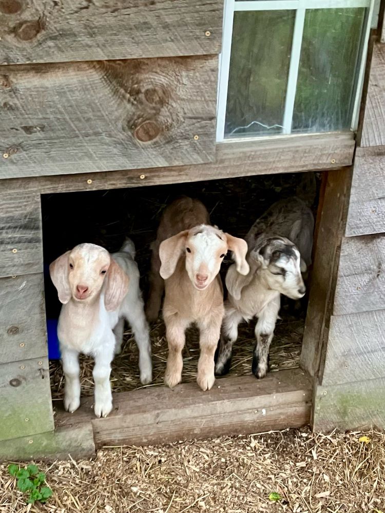 Three baby goats look out from their barn. They’re a blend of tan/white/grey with floppy ears. 