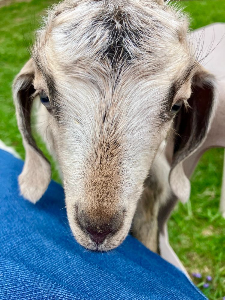 A tan-grey baby goat with dark nose rests her chin in a person’s lap