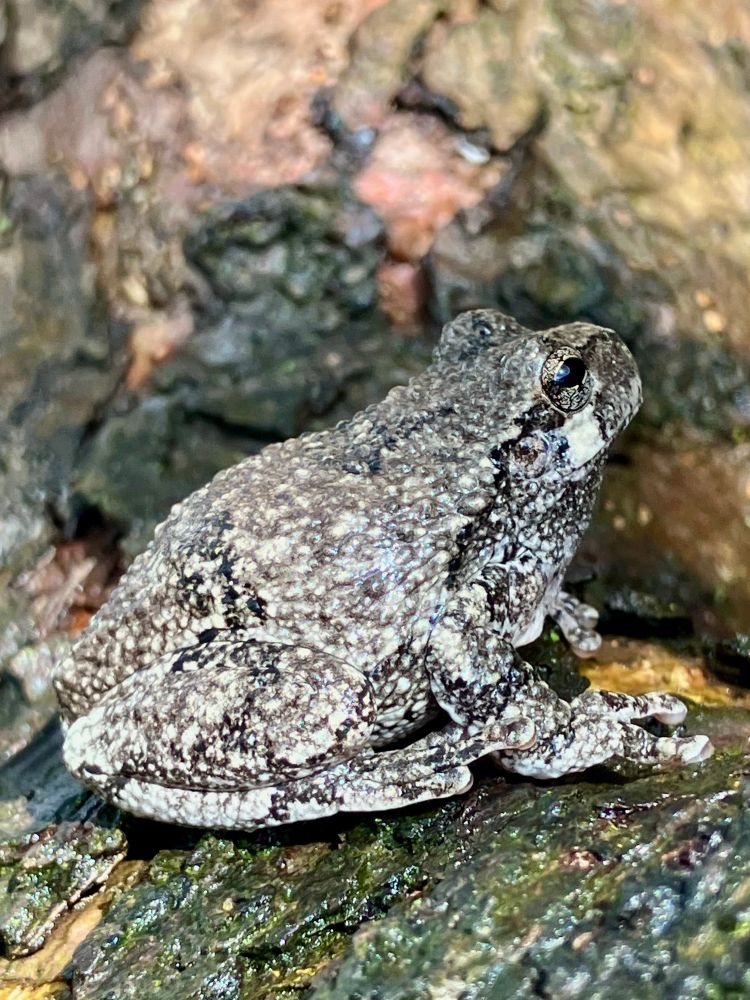 Grey tree frog in an apple tree