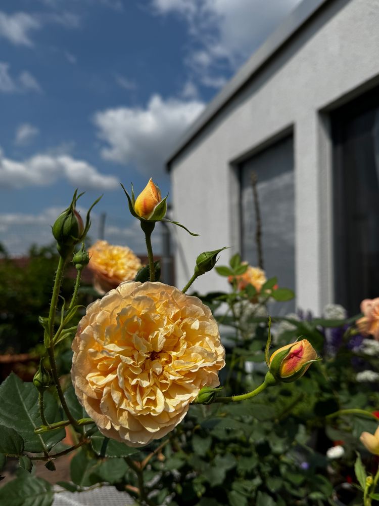 A fully opened apricot-yellow ruffled rose  is surrounded by rosebuds and greenery in a balcony garden on a hot summer day under a brilliant blue sky, dotted with fluffy clouds. 