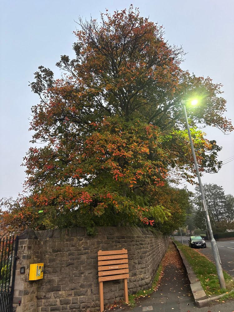 An oak tree, its foliage turning from green to vibrant reds and oranges.