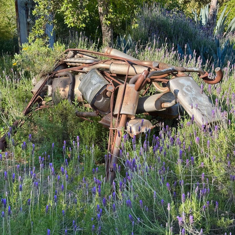 Miscellaneous vehicle exhaust parts welded together into a bull. The sculpture is rusted and stands in a field of blooming lavender.