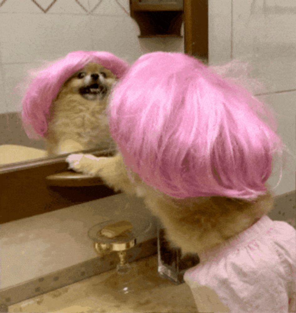 a dog wearing a pink wig is looking at itself in a mirror