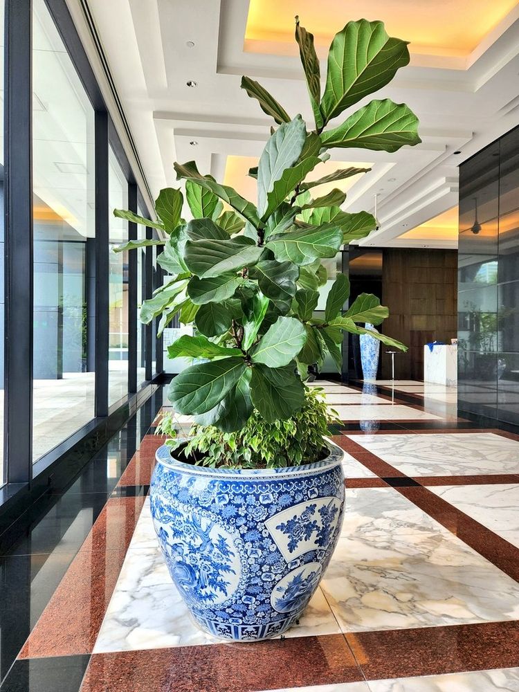 巨大な壺に植えられた人の背より高い植物の写真