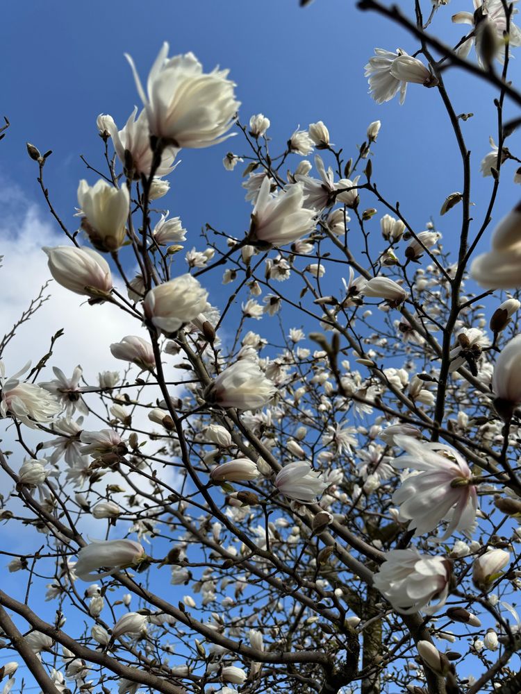 青空とほころびかけの木蓮（？）