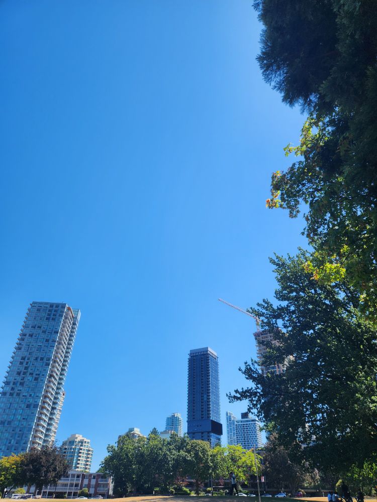雲ひとつない青空の写真。手前に木陰。奥に高層マンション
