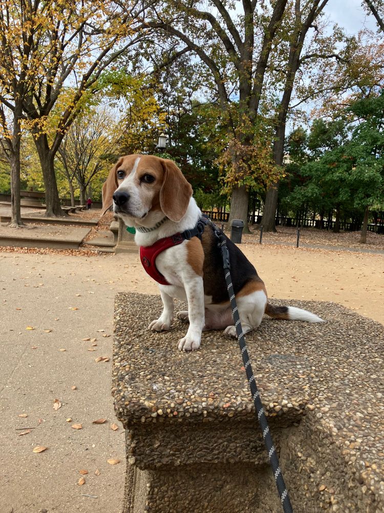 Smoll beagle looks over Malcom x park in DC and contemplates why there are not snacks 