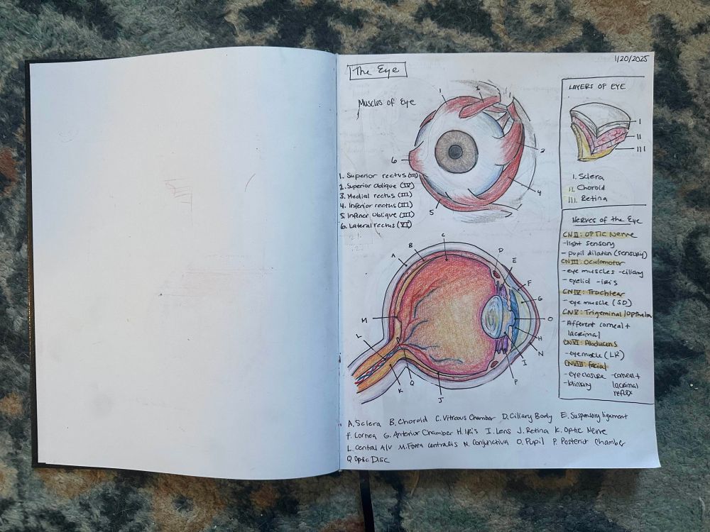 An open sketchbook showing three illustrated diagrams made with pen and colored pencil: the muscles of the eye, a cross-section of an eye, and layers of the eye. There is also a list of all the cranial nerves involved in the eye.