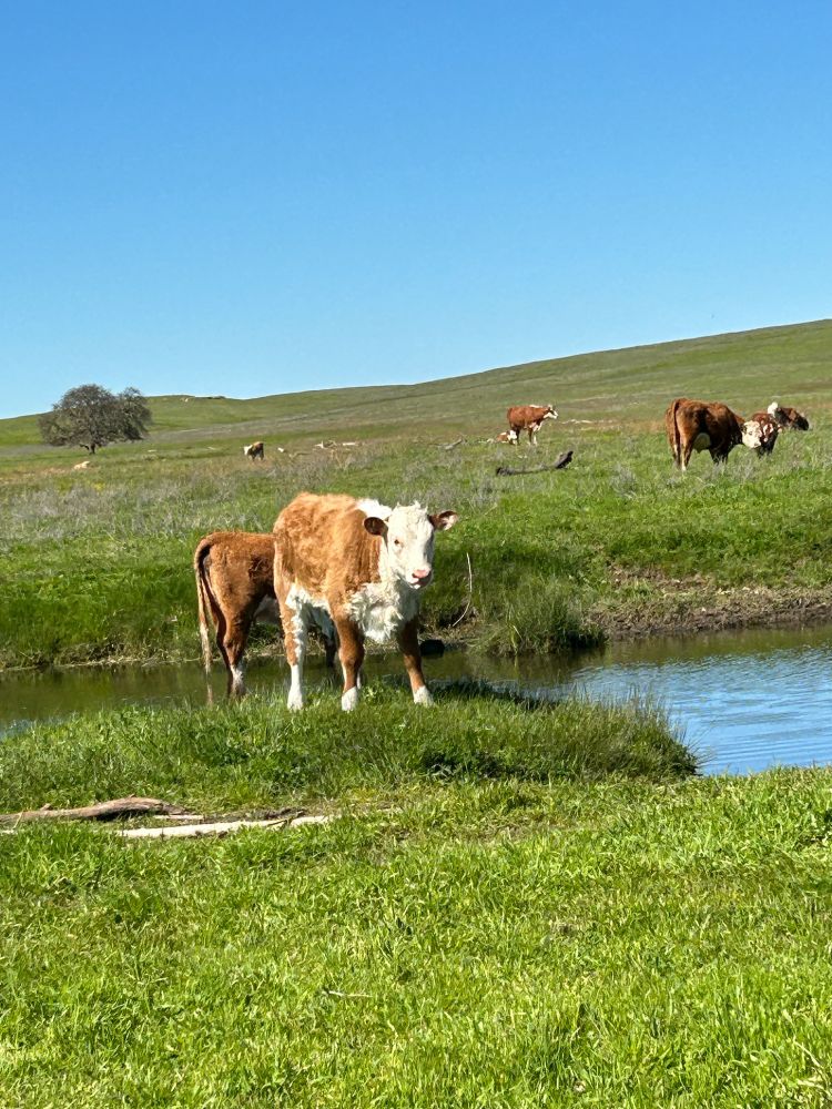 Cows walking across a grassy knoll to a river 