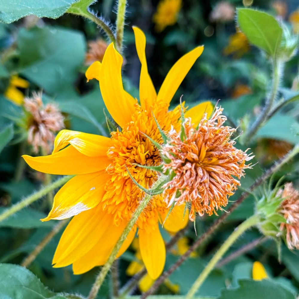 Big yellow flowers, kinda falling apart 