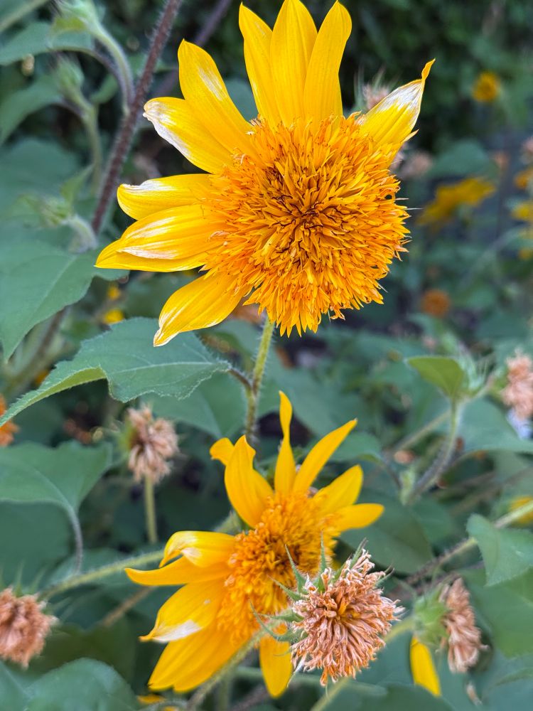 Two yellow flowers, Willy