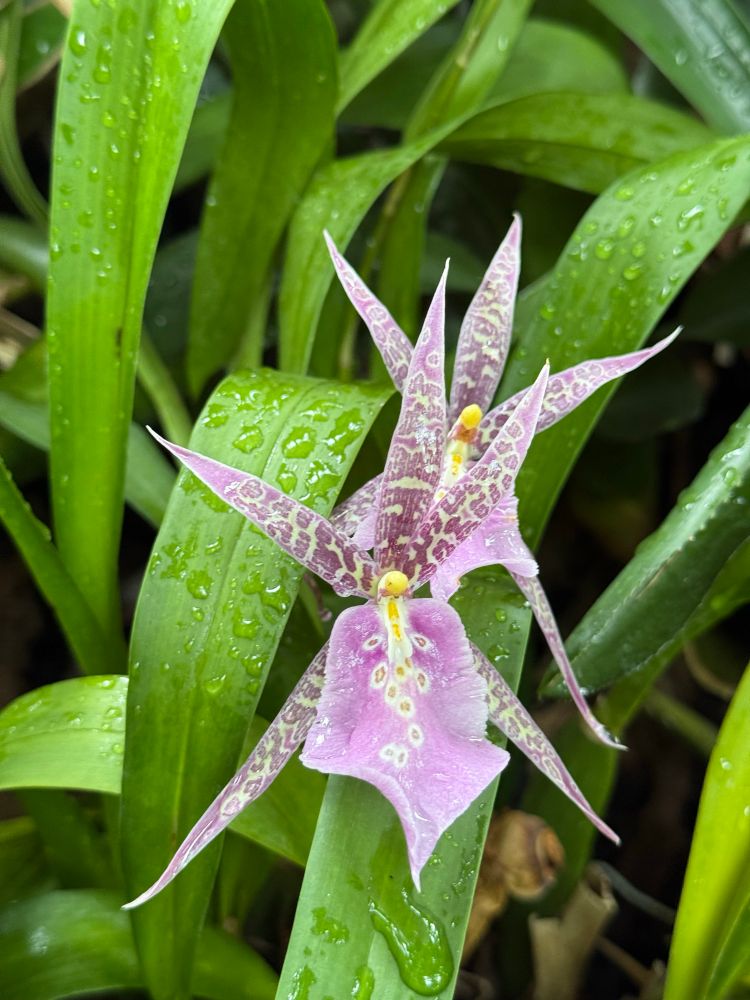 Pink orchid flower and green stalks that are wet