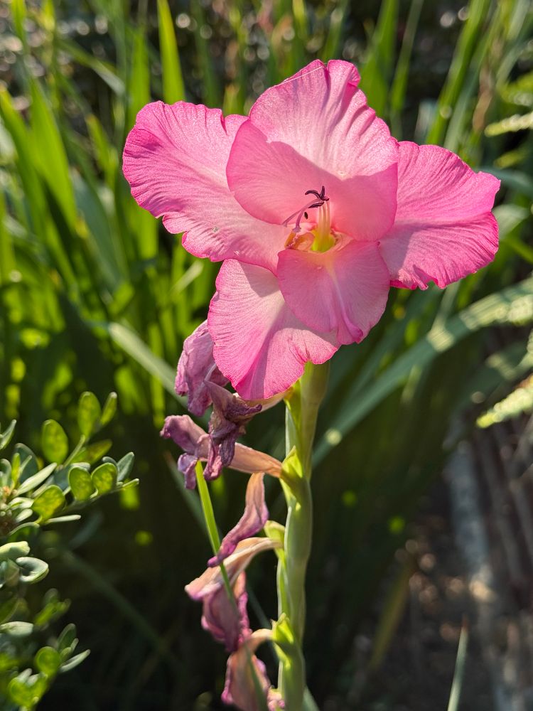 Pink gladiolus flower, last one on stem, others are wilted