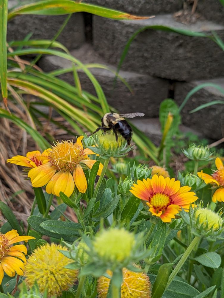 Yellow flowers blooming, with a bee on them