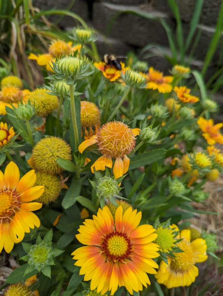 Yellow flowers blooming, some in ball form, some open with orange center 