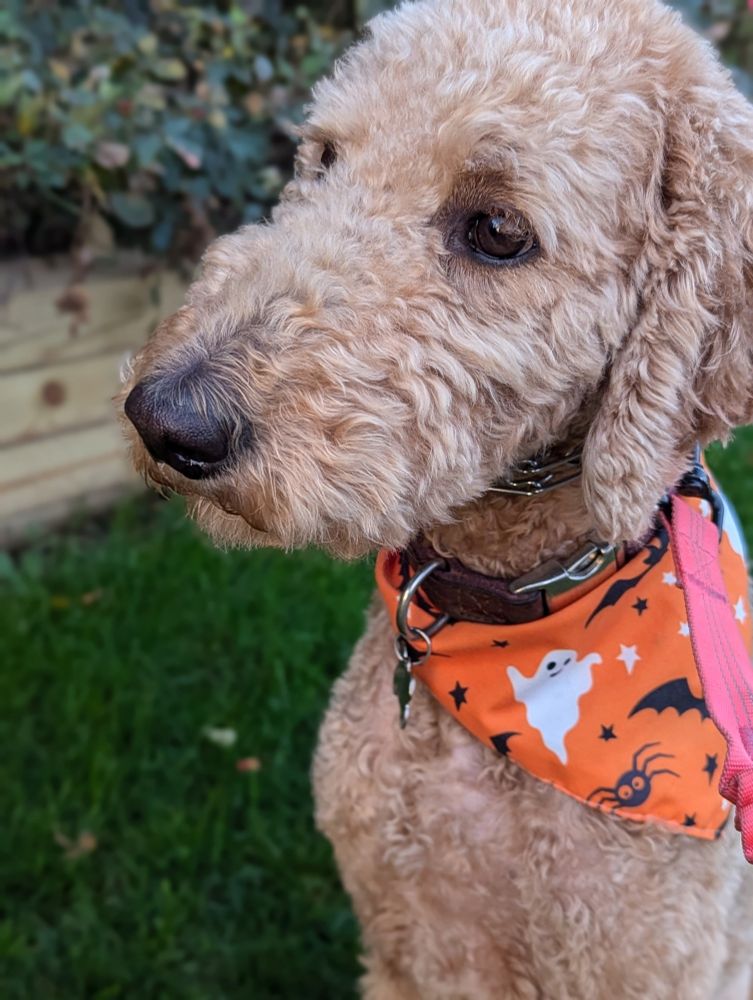 Golden doodle dog with haloween bandana 