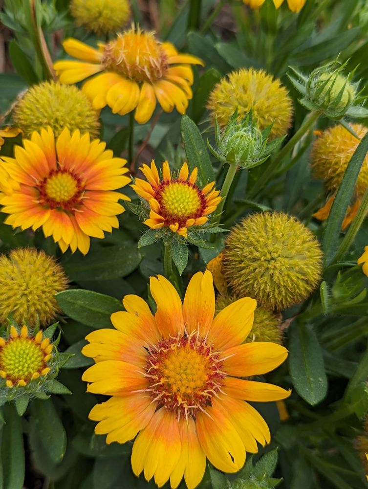 Yellow flowers blooming, some in ball form, some open with orange center 