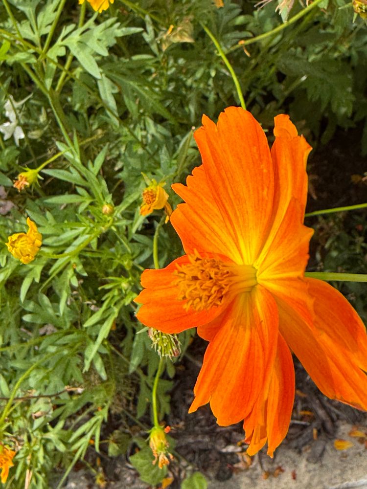 Close up of orange flower from the side