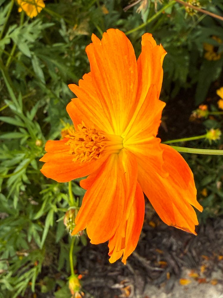Close up of orange flower from the side