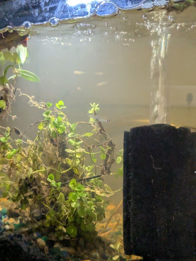 Side view of mosquito fish and plants in an aquarium 