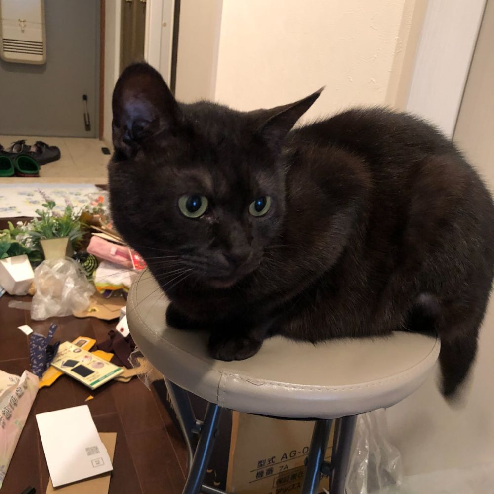 物入れを前出しして片付けしている主を呆れて見守るねこ様