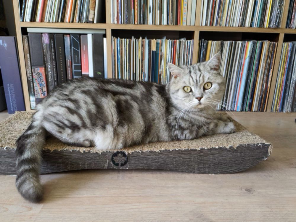 Sirius cat is back