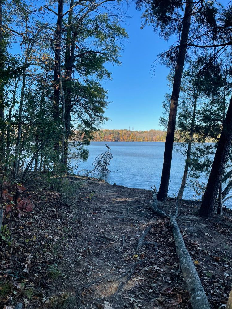 A gray heron flew in, as I walked around bend.

He saw me right away but waited until I got closer. 🤷it was a good spot.
Hope he came back.
