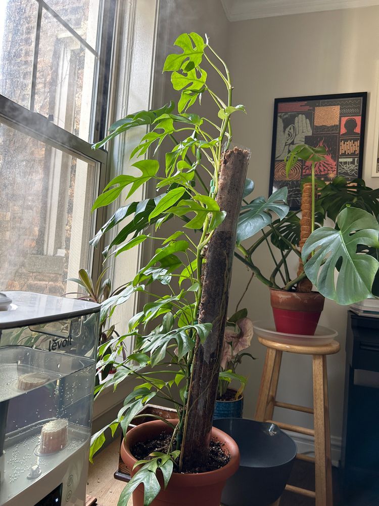 two monstera plants facing a window