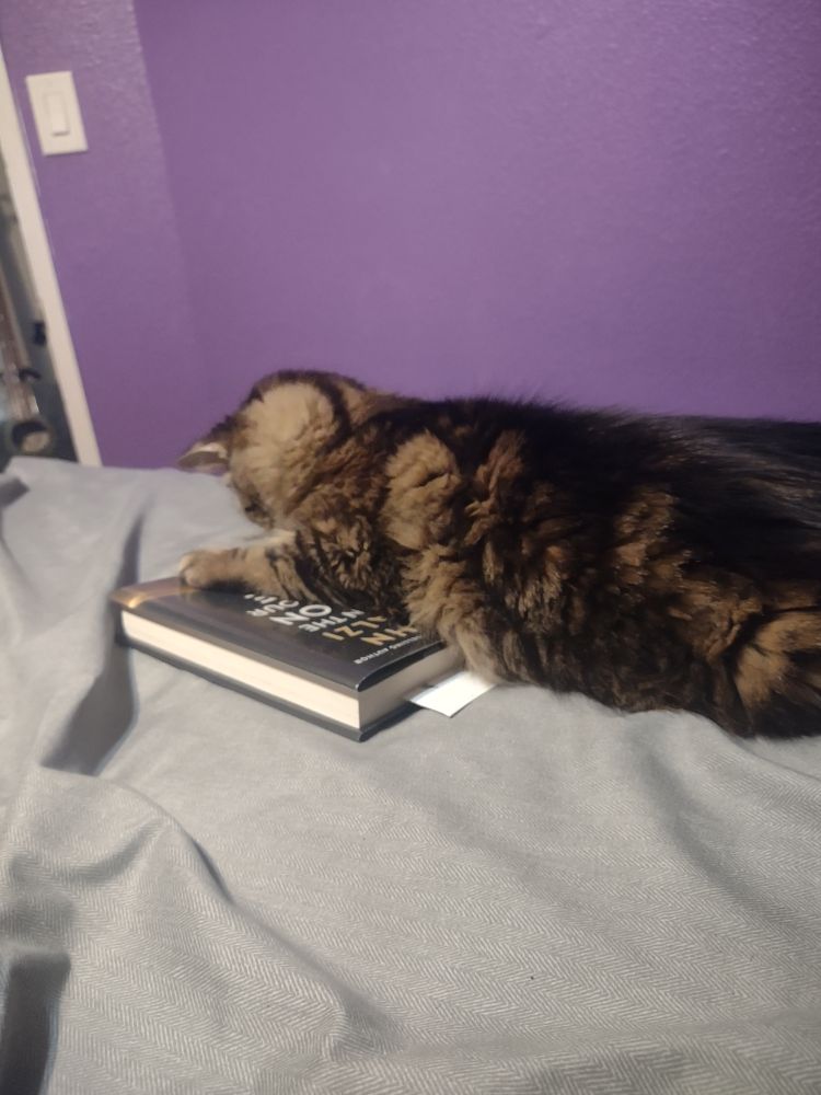 Cat laying in a copy of When The Moon Hits Your Eyes 