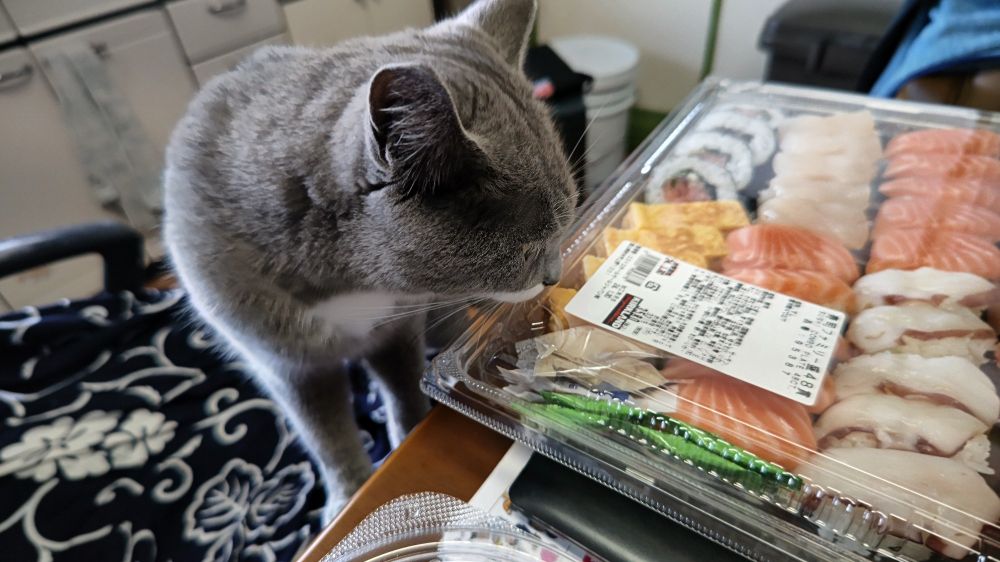 コストコ寿司を見る猫