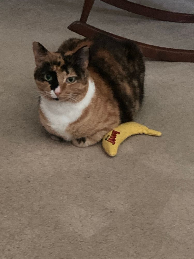 Calico cat meatloafing with her favorite banana toy. 