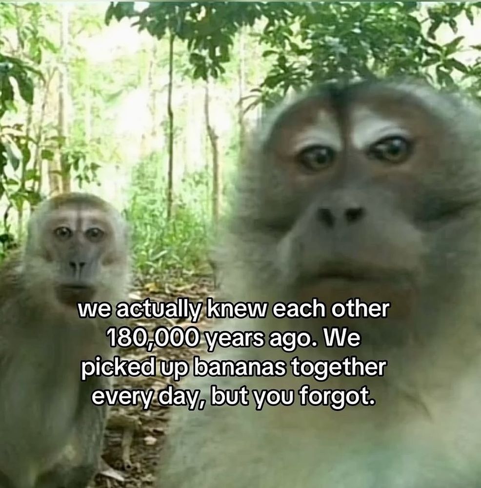 Dois macacos estão em uma floresta olhando diretamente para a câmera, com expressões de curiosidade. O texto sobreposto na imagem diz: “we actually knew each other 180,000 years ago. We picked up bananas together every day, but you forgot.”