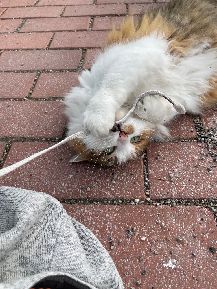 Katze mit einem Jackenbändel am Spielen