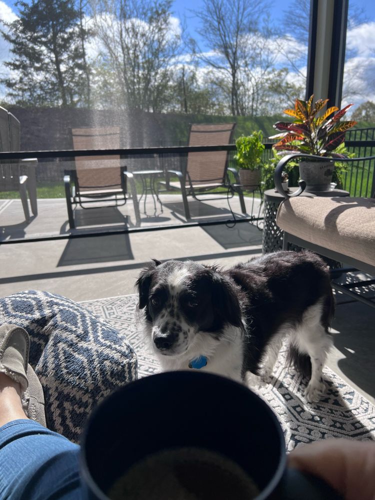 Image of a scruffy dog on a screened in porch with sunshine and blue skies in the distance 