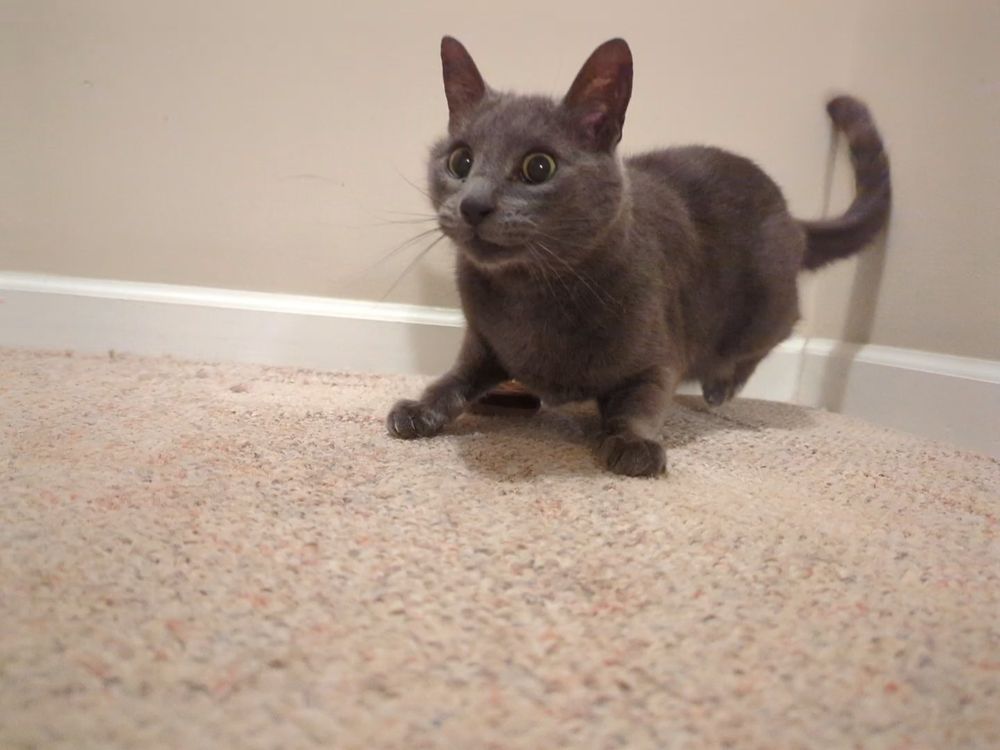 A grey cat with a crazy look on his face 