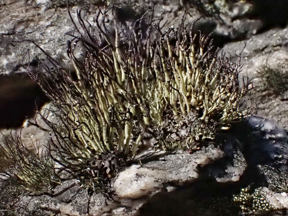 A black-tipped bushy lichen