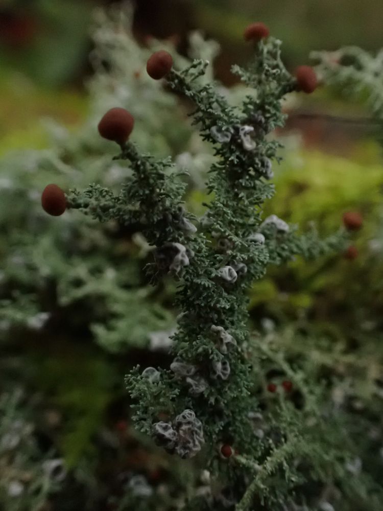 Stereocaulon ramulosum