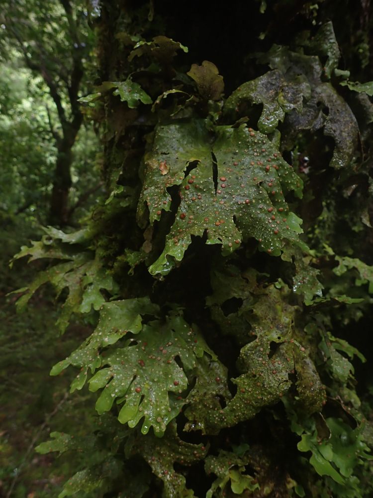 Sticta latifrons