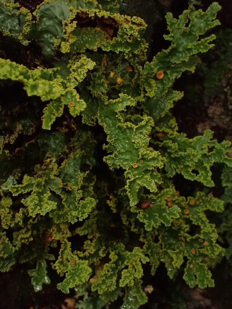 Yarrumia colensoi