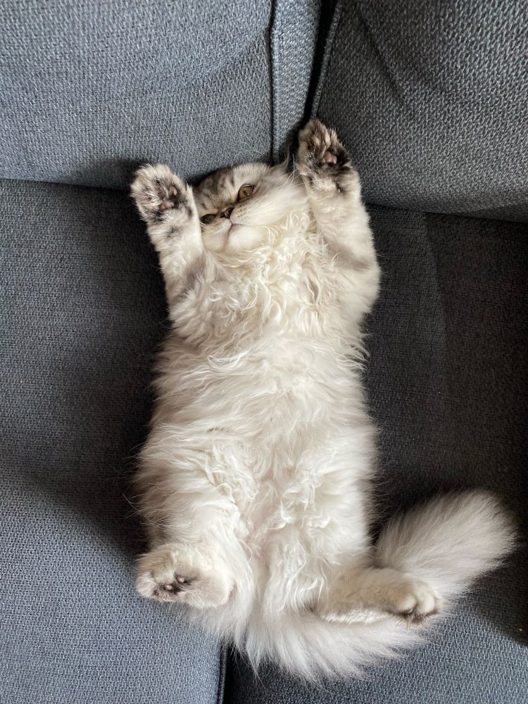 Kat liggend op zijn rug met de poten omhoog