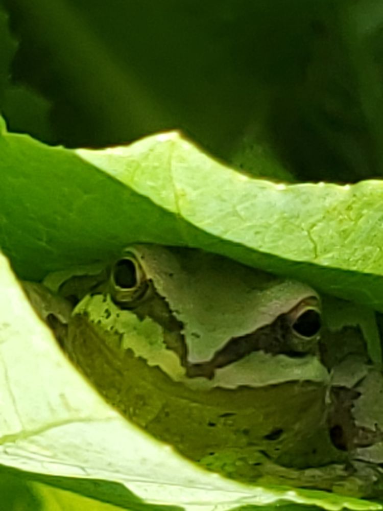 Mountain Tree Frog peeking out between lettuce leaves. 