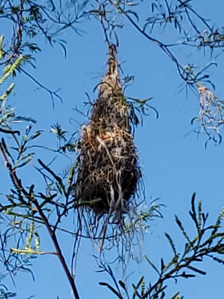 View #2: Bird nest hanging from a tree branch, it swings wildly in the wind and is filled with scraps from the feed bags.