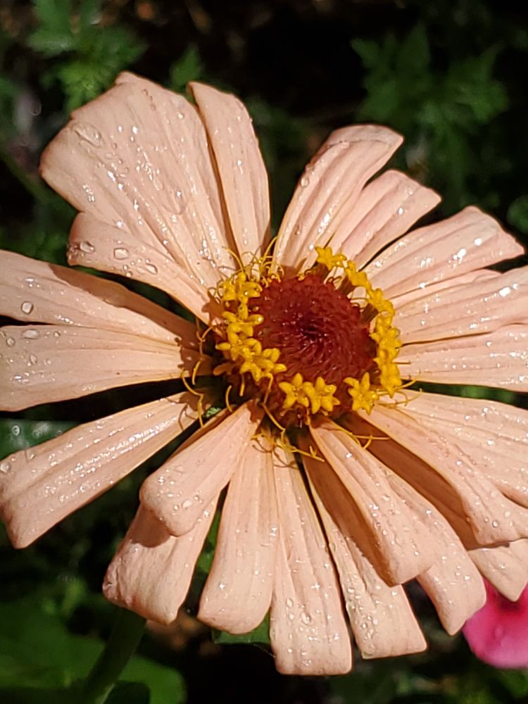Peach colored Zinnia 