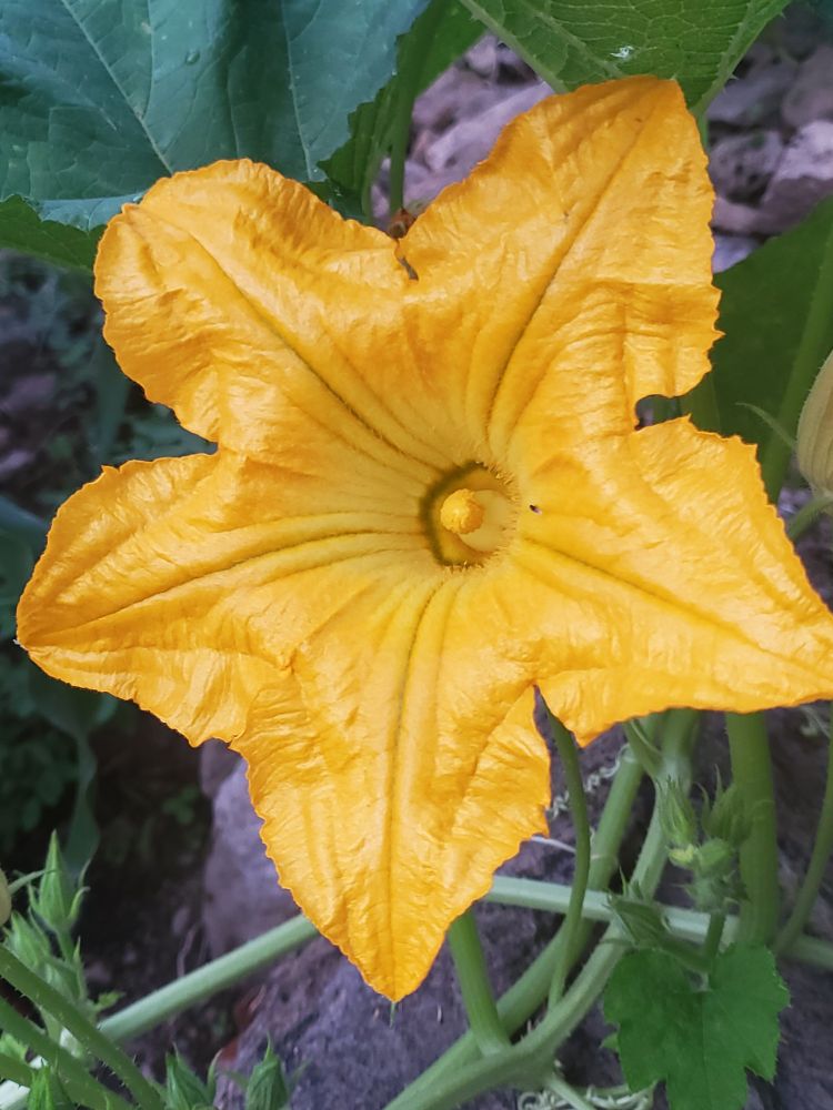 Squash blossom 