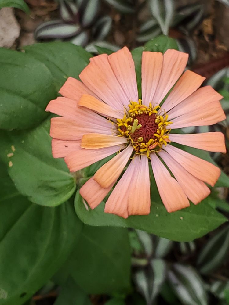 Apricot zinnia