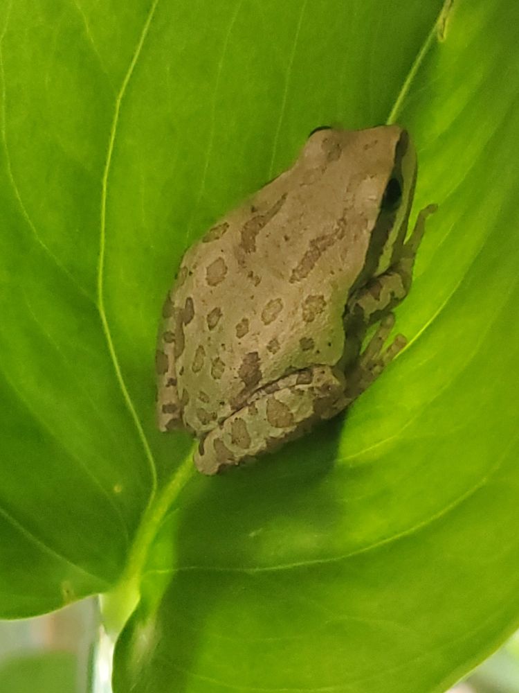 Mountain Tree Frog (Hyla eximia) on green leaf. Jalisco, Mexico 