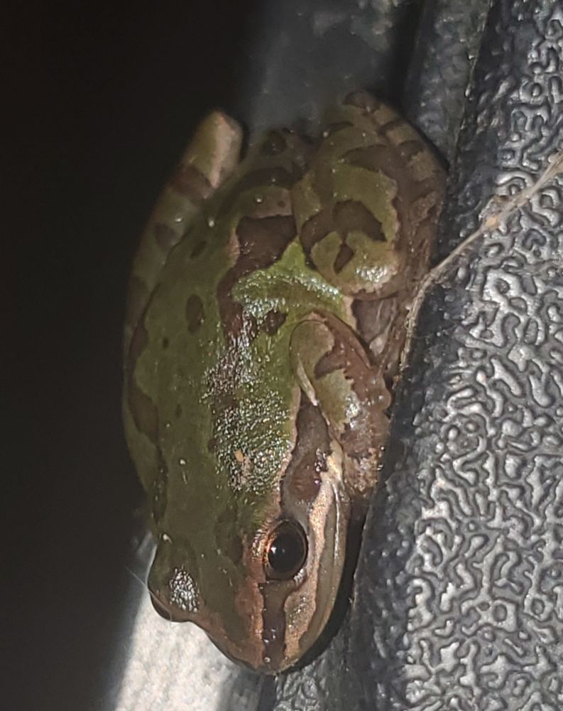 One of the two frogs living around my fish tank.